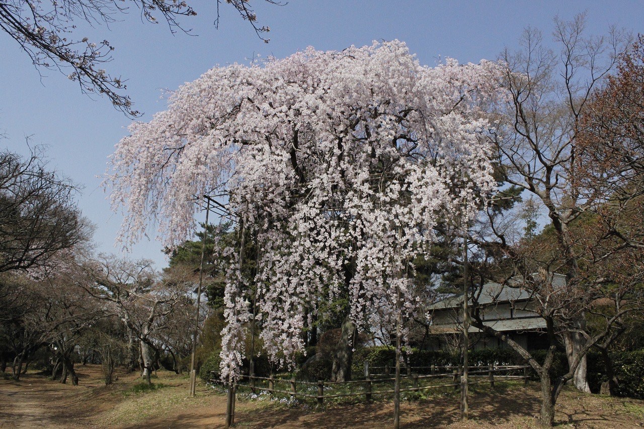 Shimizu Kouen　〜清水公園〜